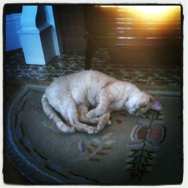 Chester - 2013