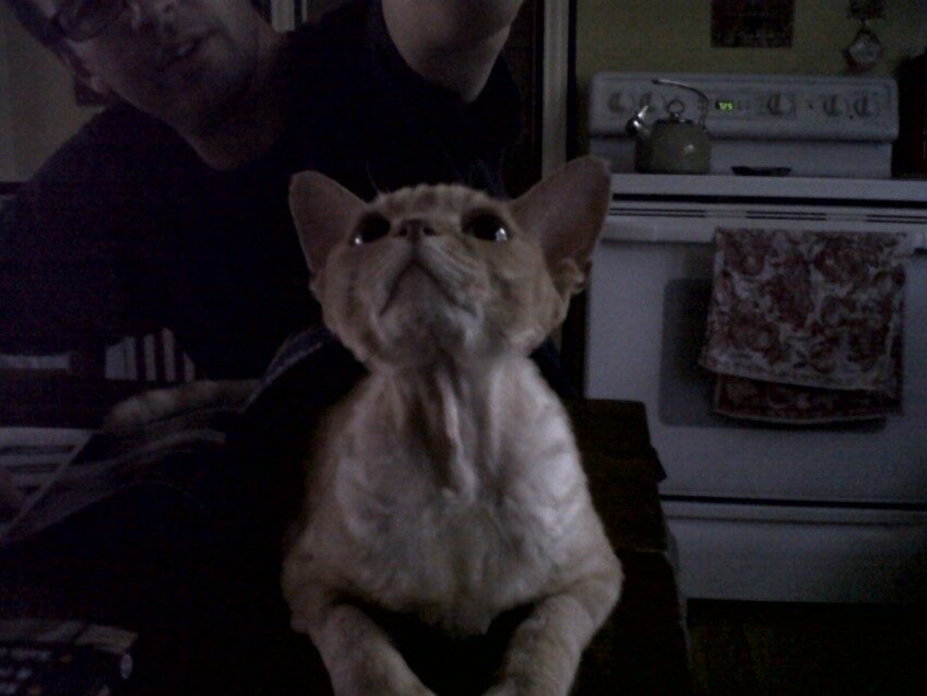 Chester - 2010