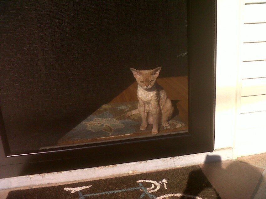 Chester - 2011