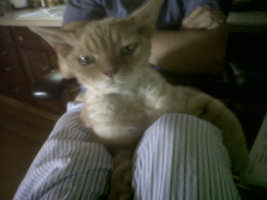 Chester - 2011
