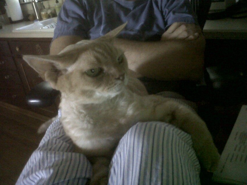 Chester - 2011