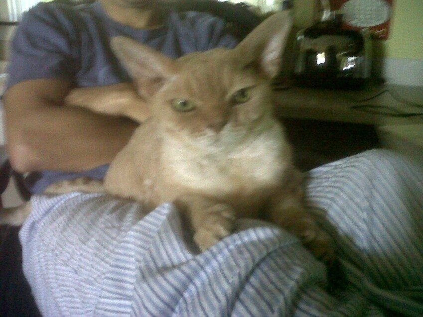 Chester - 2011