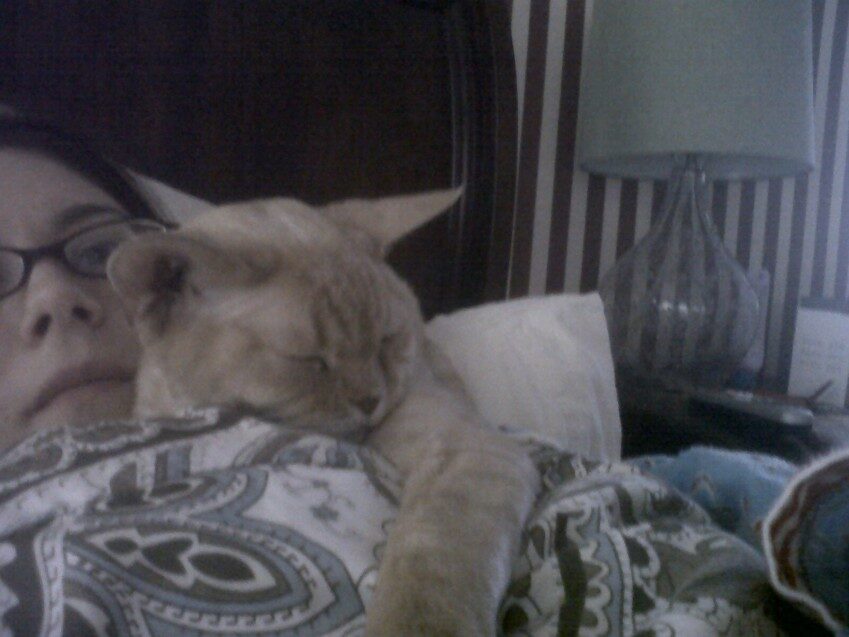 Chester - 2012