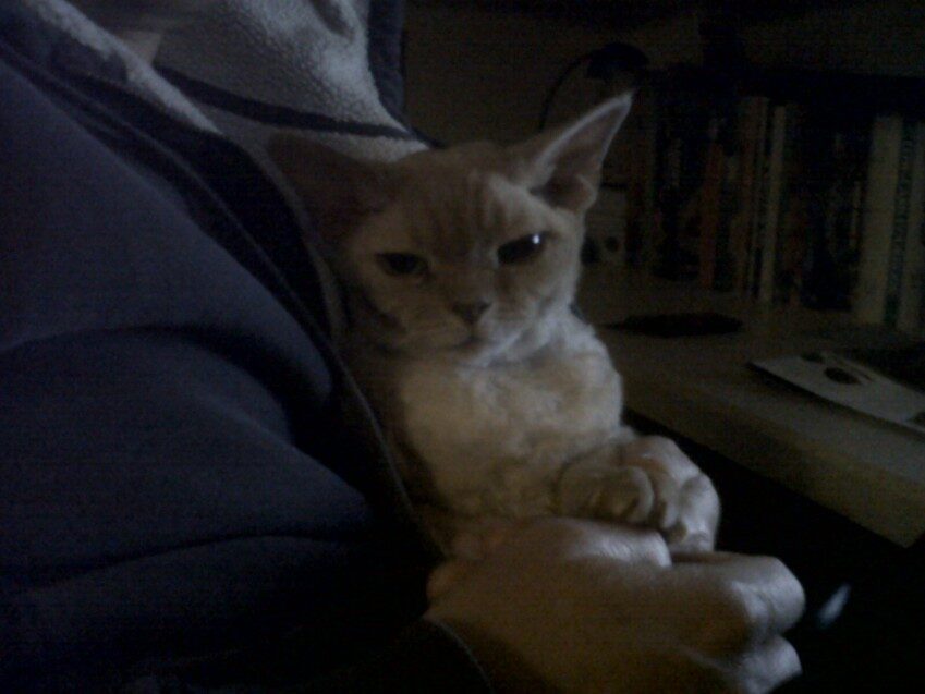 Chester - 2012