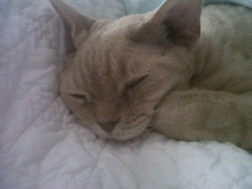 Chester - 2012