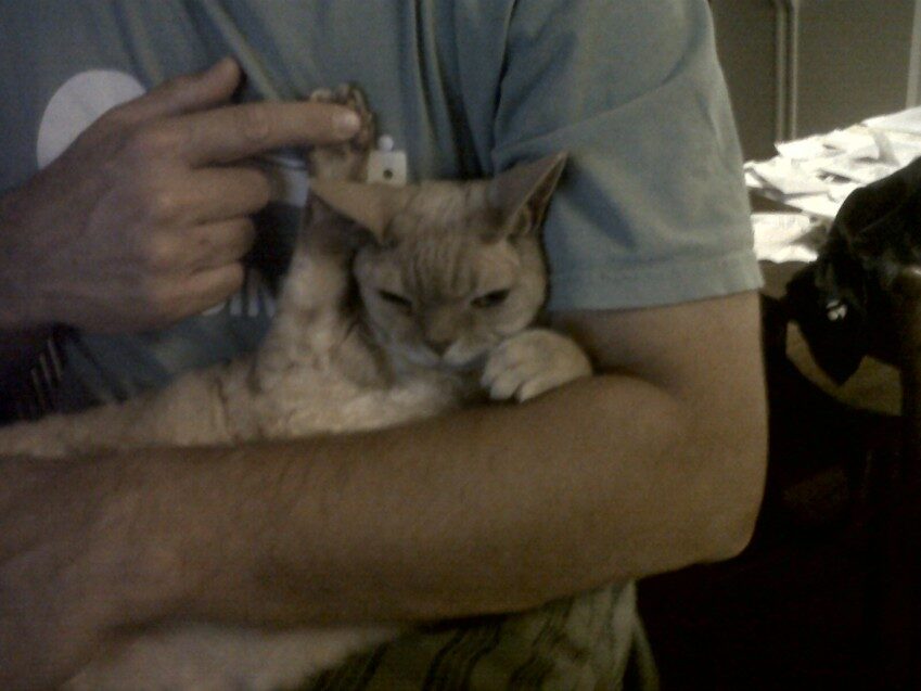Chester - 2012