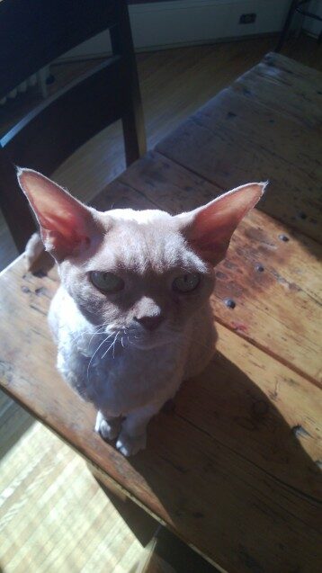 Chester - 2012