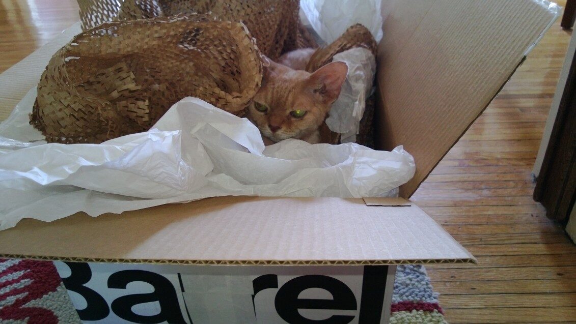 Chester - 2013