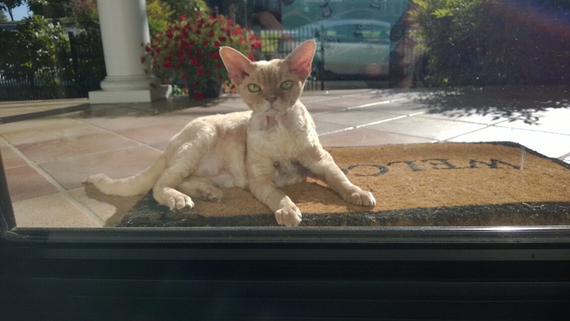 Chester the Kat