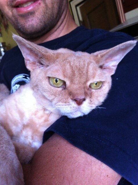 Chester the Kat